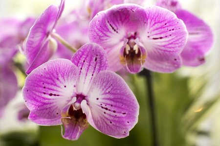 Violet moth orchids orchids photo