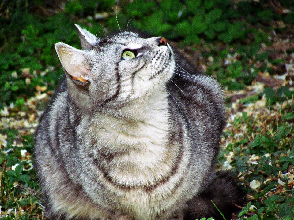 Animal domestic cat animals