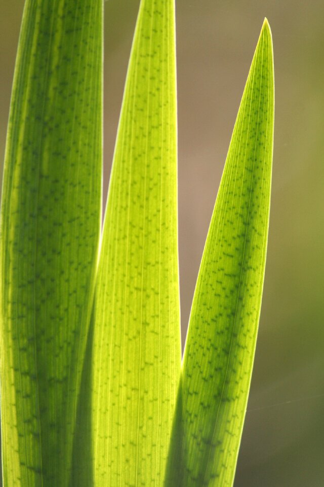 Leaf fern green leaf