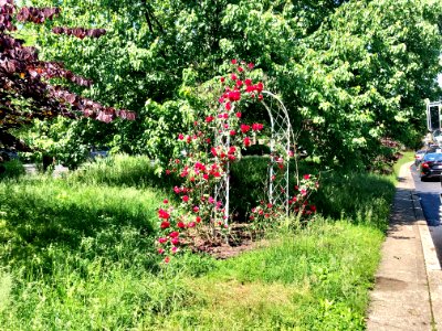 Liberty Hill, Prospect Hill Historic District, Mount Aubur… 