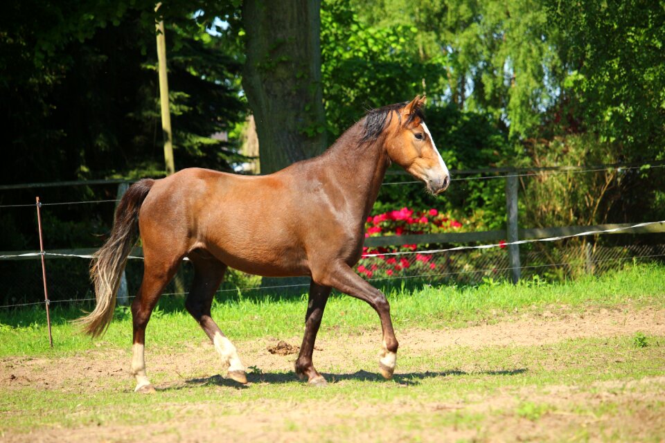 Trot pasture movement