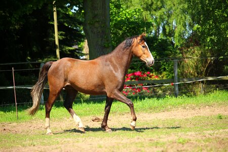 Trot pasture movement