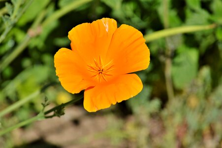 Sleepy poppy flower bright