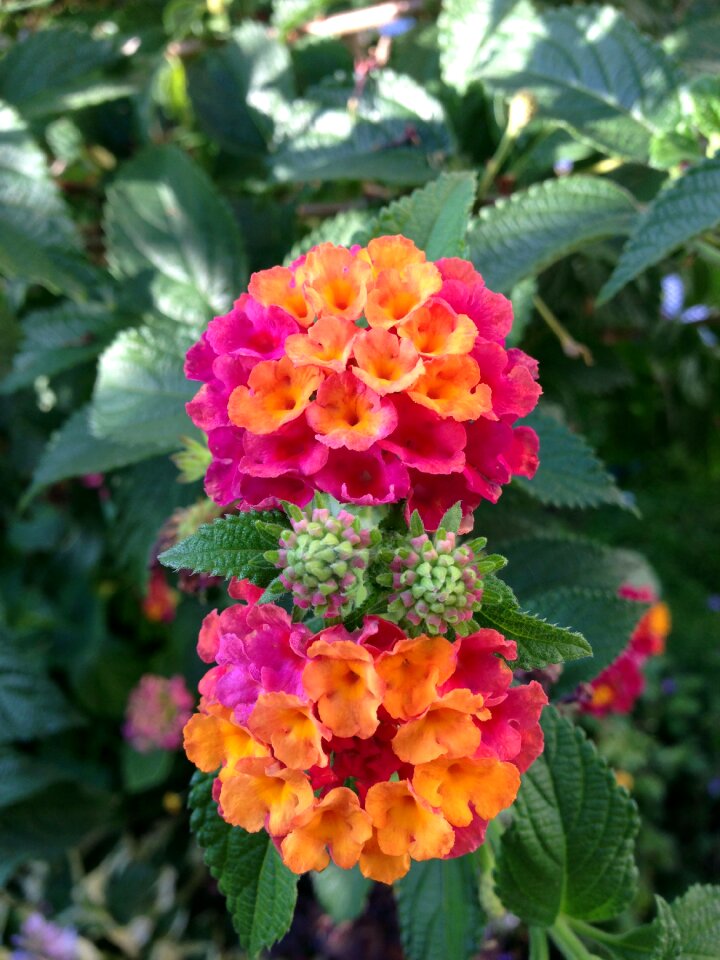 Blossom bloom orange