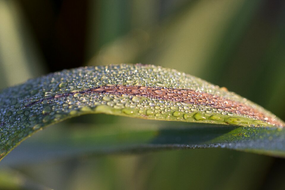 Drop of water dewdrop morning sun