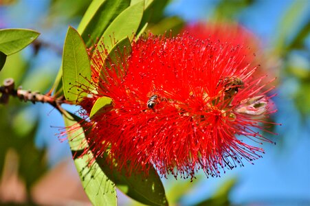 Flower plant red