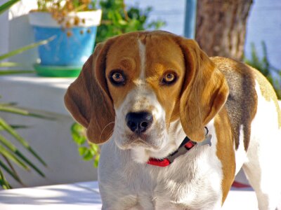 Hound friend portrait