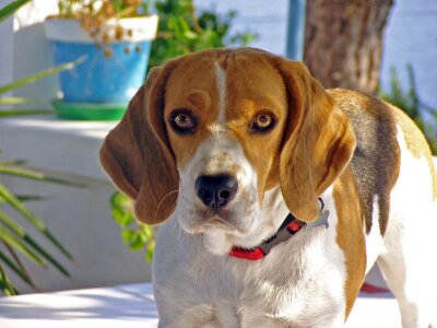 Hound friend portrait photo