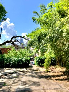 Young Street, Prospect Hill Historic District, Mount Aubur… 