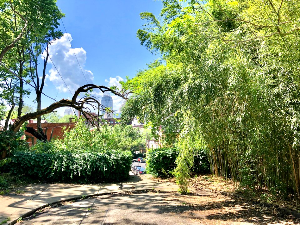 Young Street, Prospect Hill Historic District, Mount Aubur… 