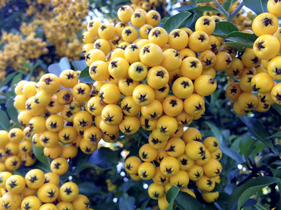 Firethorn fruits hedge