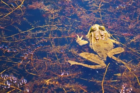 Pond high amphibian