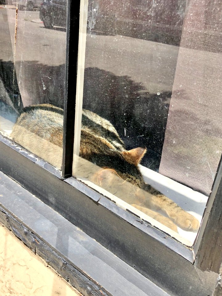 Window Cat, Bakewell Street, Mainstrasse Village, Covingto… 