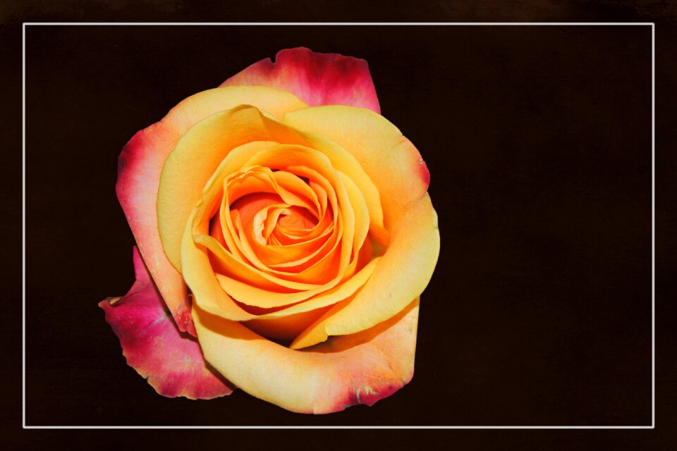 Blossom bloom rose blooms