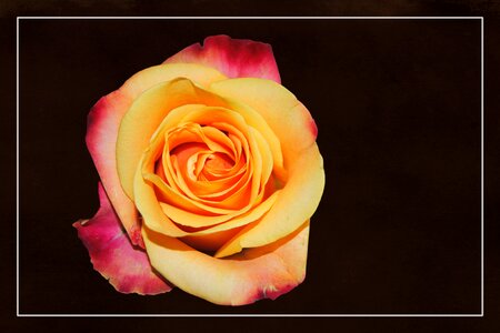 Blossom bloom rose blooms