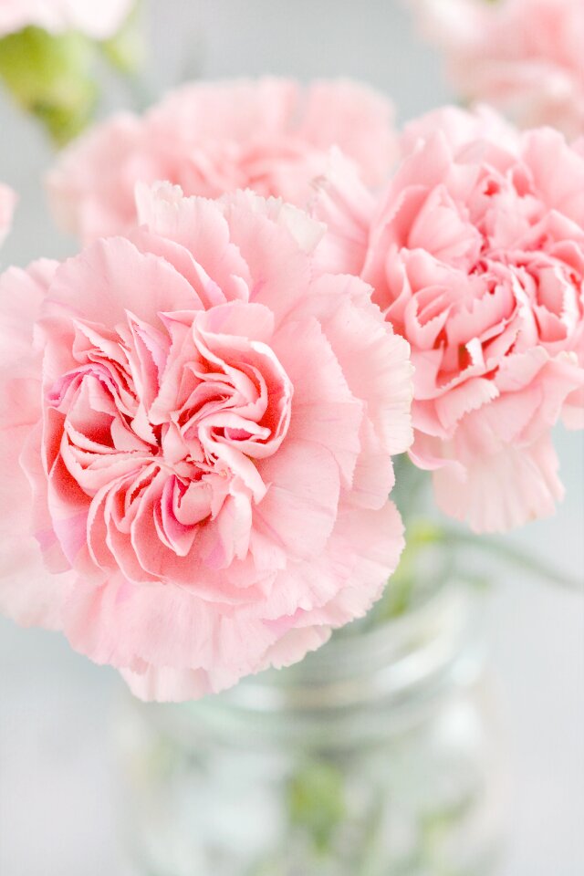 Pink schnittblume vase