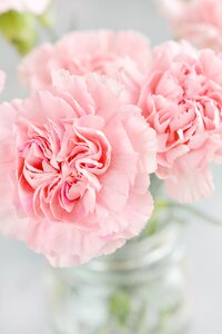Pink schnittblume vase photo