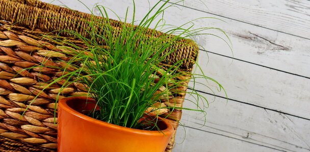Basket plant natural product