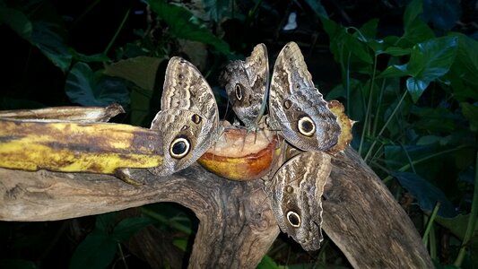 Butterfly butterflies wings