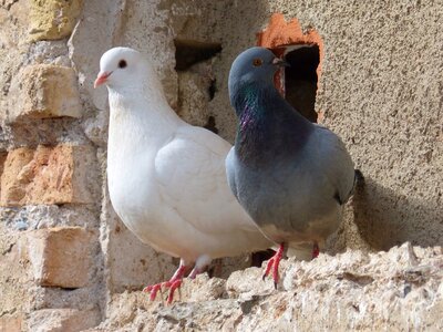 Couple white dove birds