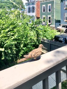 Mourning Dove, Perry Street, Mainstrasse Village, Covingto… 