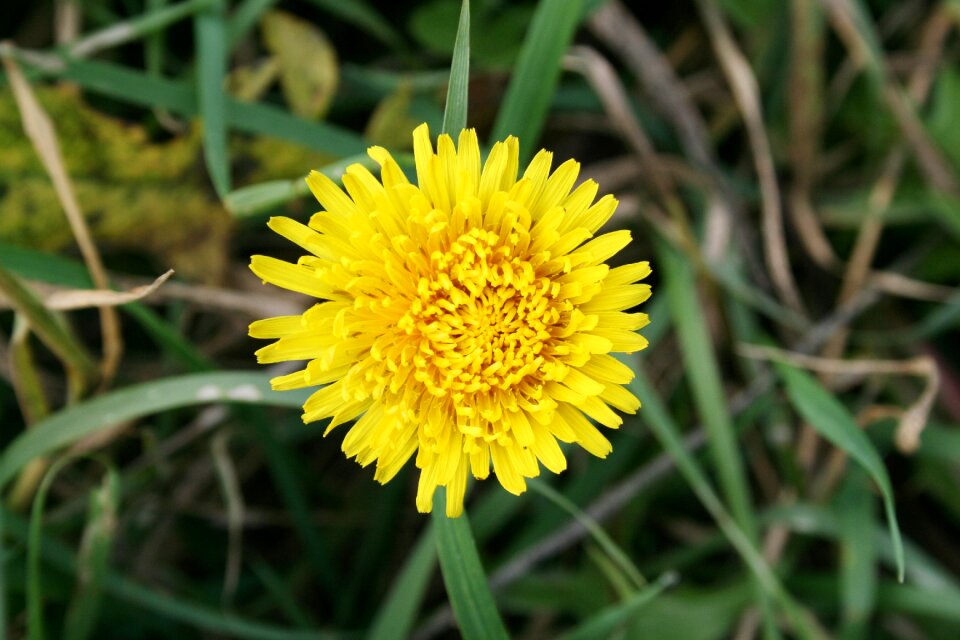 Flower summer flowers plant