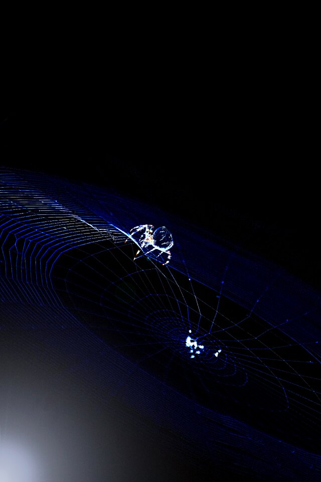 Spider insect close up
