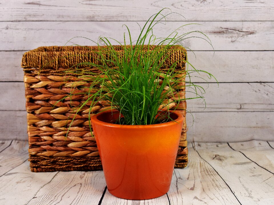 Basket plant natural product