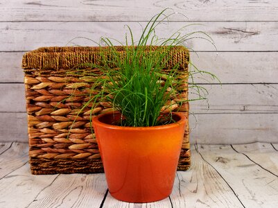 Basket plant natural product