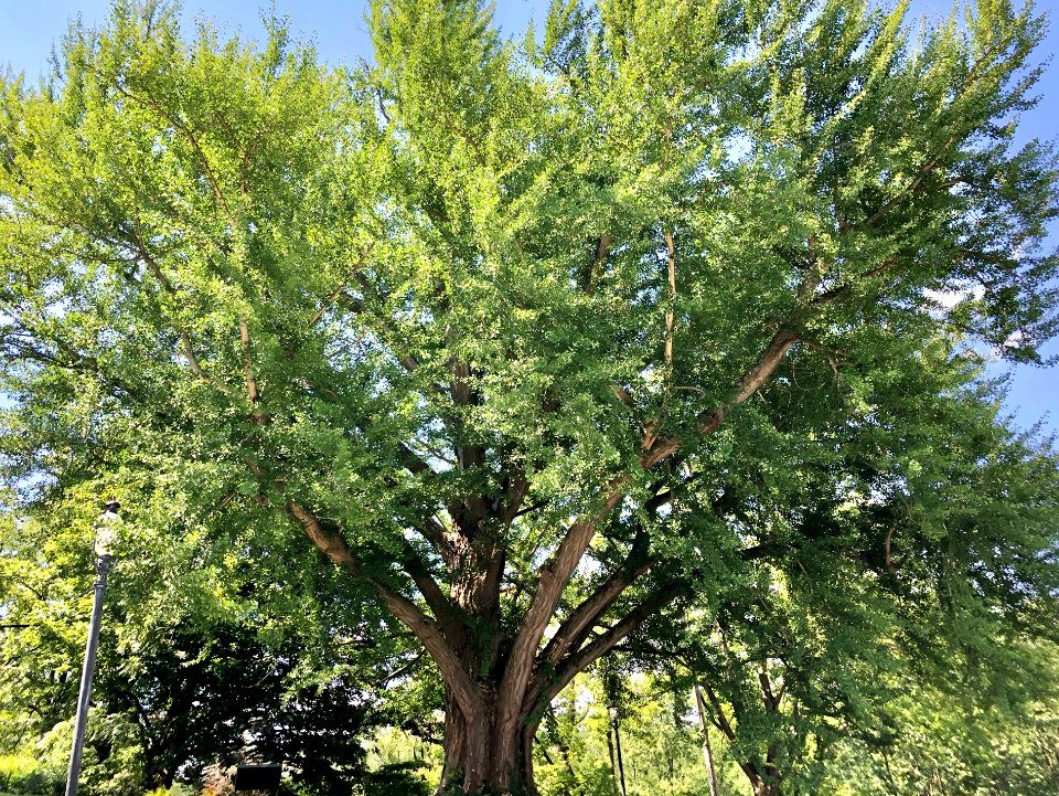 Tree, Devou Park, Kenton Hills, Covington, KY 
