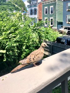 Mourning Dove, Perry Street, Mainstrasse Village, Covingto… 