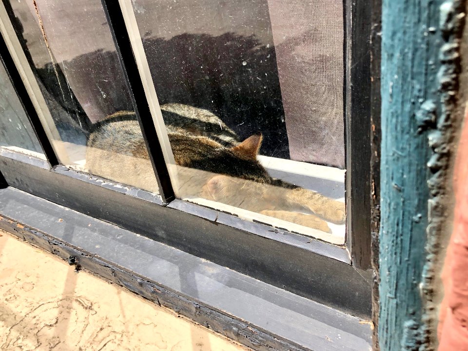 Window Cat, Bakewell Street, Mainstrasse Village, Covingto… 
