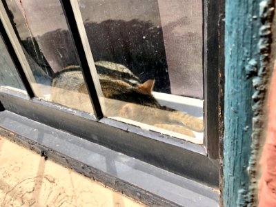Window Cat, Bakewell Street, Mainstrasse Village, Covingto… 
