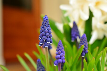 Blue garden garden plant