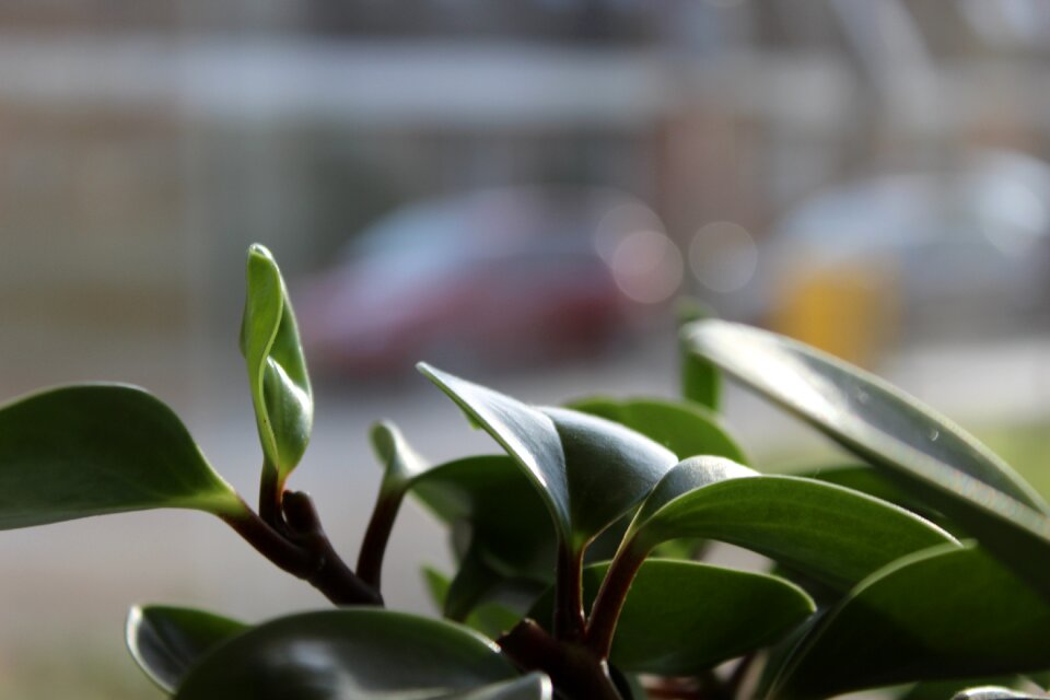 Pot plants green greenery
