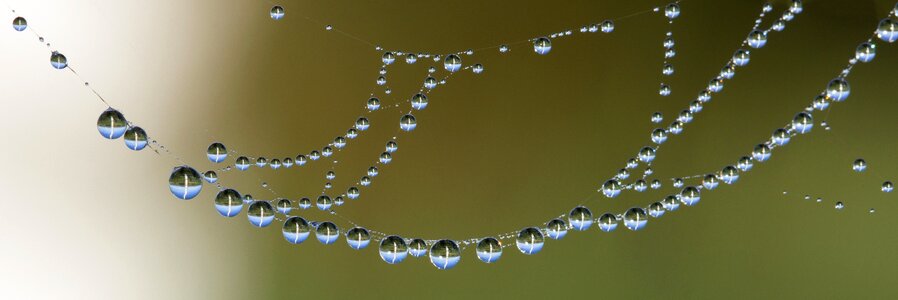 Dewdrop close up macro
