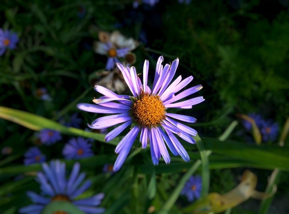 Dacha beautiful nature photo