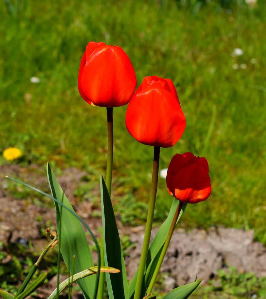 Plant early bloomer close up