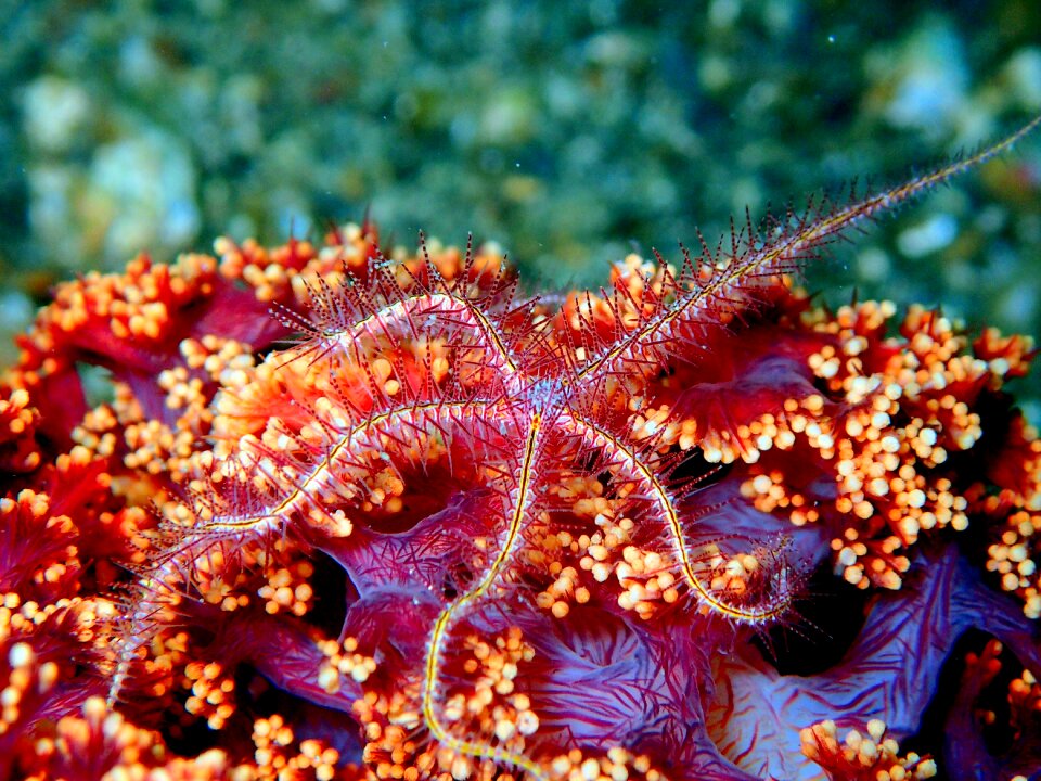 Soft coral ocean sea