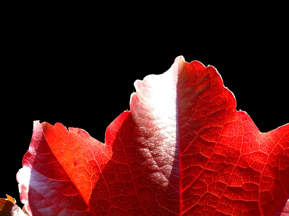 Leaves colorful color