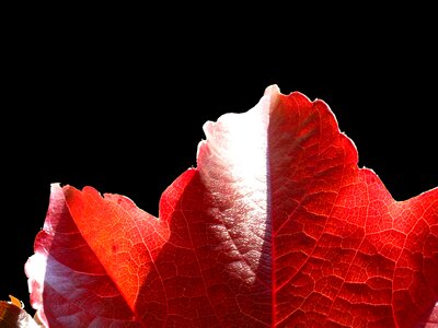 Leaves colorful color