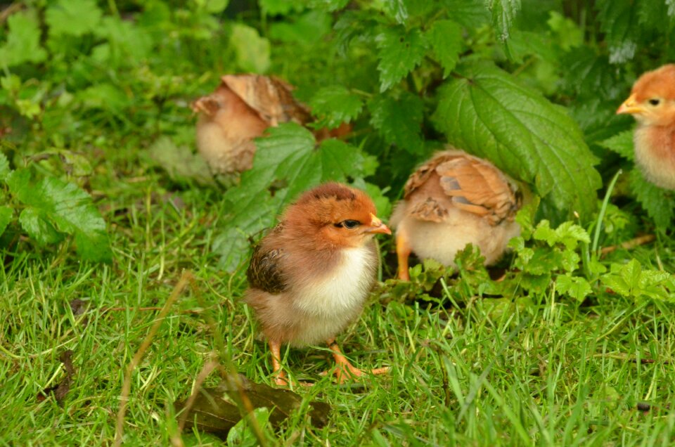Poultry young small