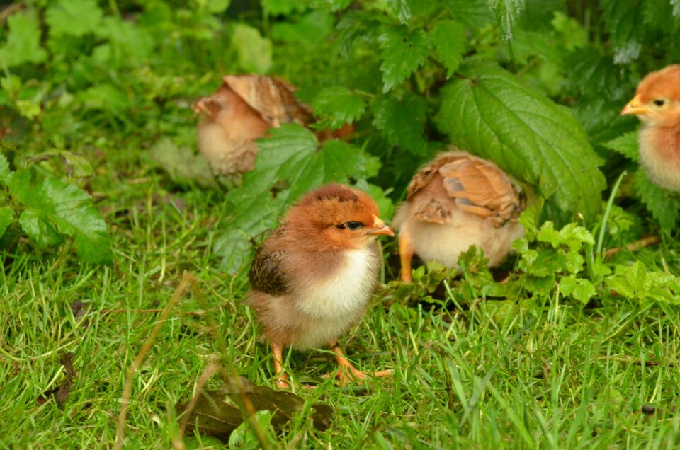 Poultry young small photo