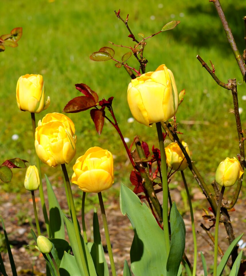 Plant close up yellow