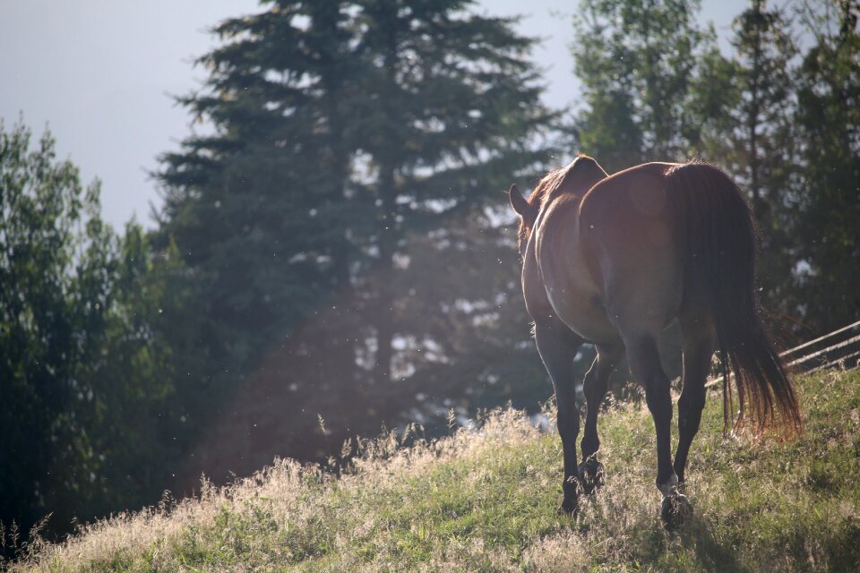 Fields meadows tail photo