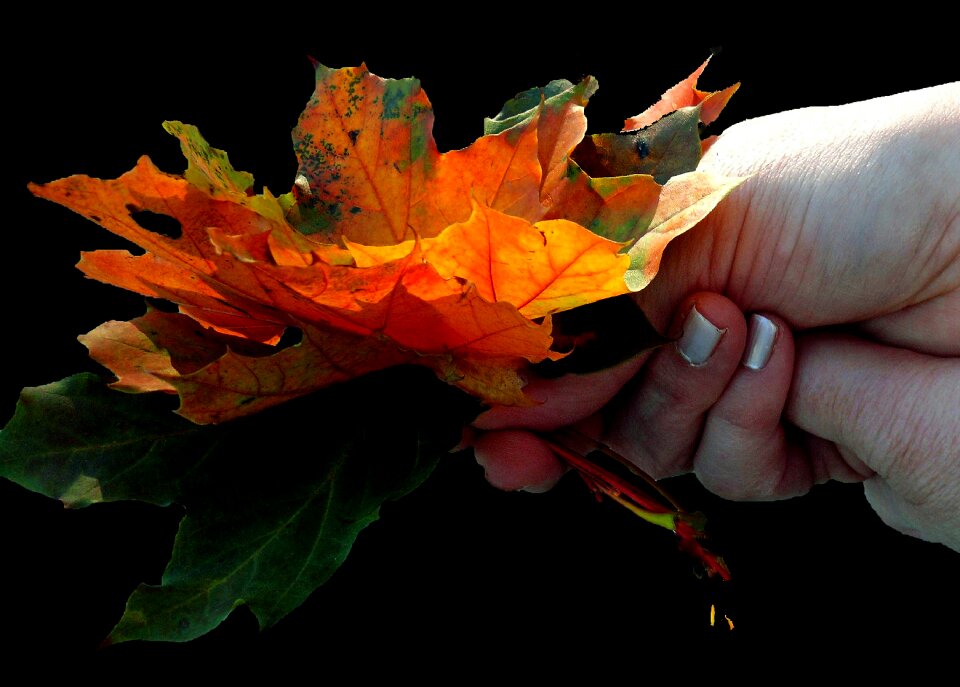 Leaves colorful color