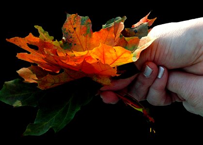 Leaves colorful color