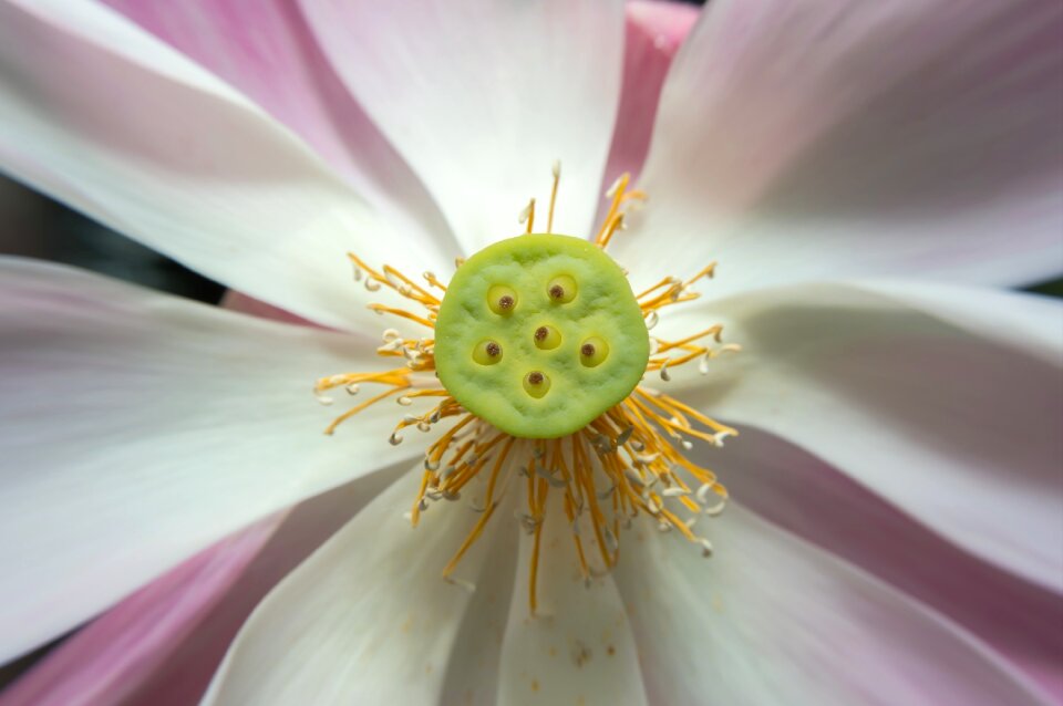 Pink lotus lake green