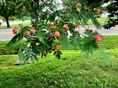 Mimosa Tree, Jefferson Street, Burlington, KY 