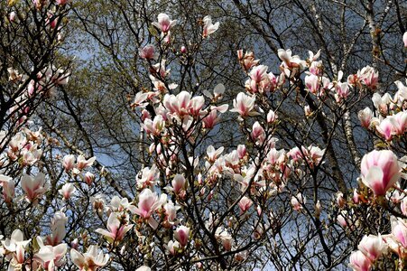 Nature magnolia bloom photo
